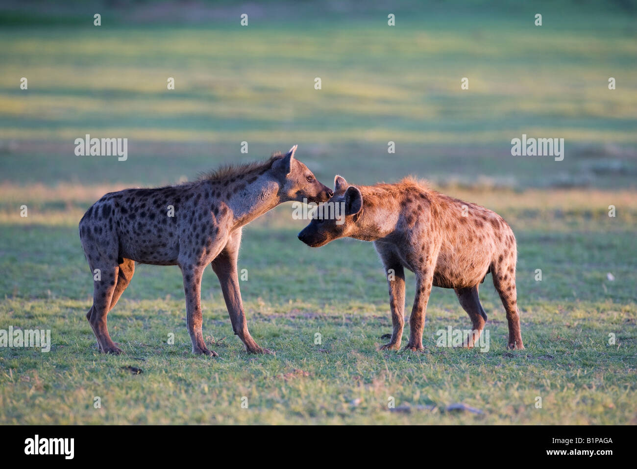 L'hyène tachetée Crocuta crocuta membres du clan Banque D'Images