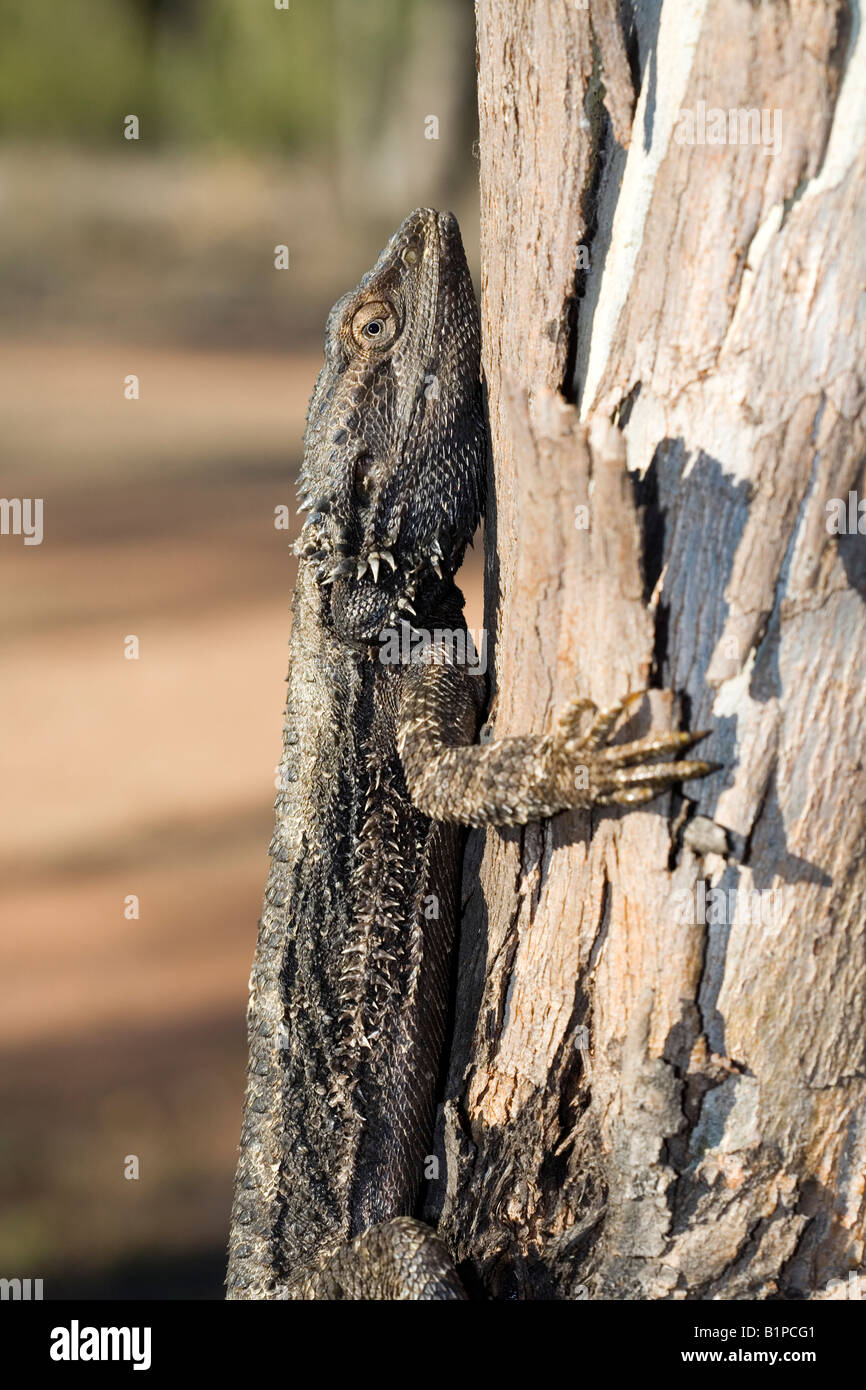 Eastern dragon barbu, Pogona barbata, est un lézard australien vu ici camouflé dans un arbre Banque D'Images