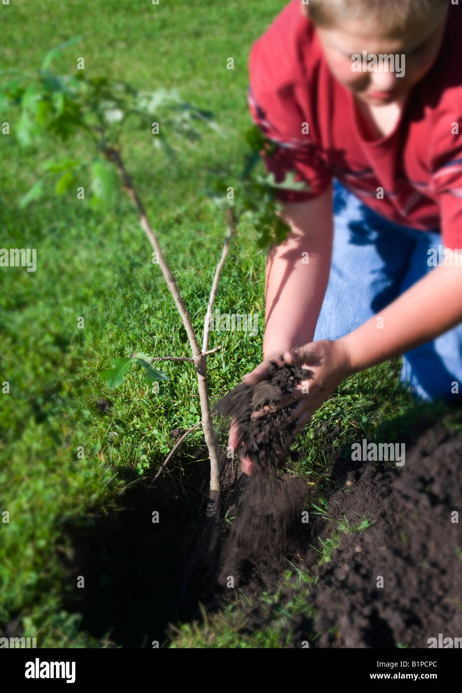 La plantation d'arbre de chêne blanc garçon Banque D'Images