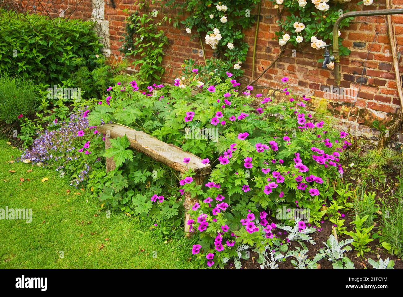 Assise en bois et hardy géraniums dans la bordure herbacée dans le jardin clos en Normandie France Banque D'Images