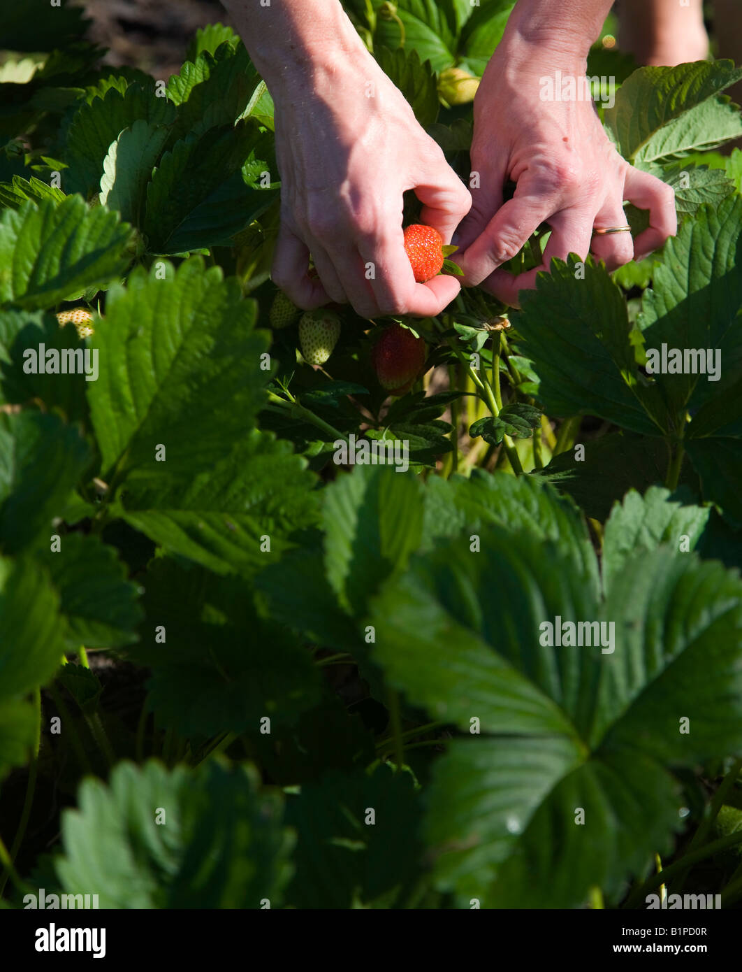 La cueillette des fraises biologiques Banque D'Images