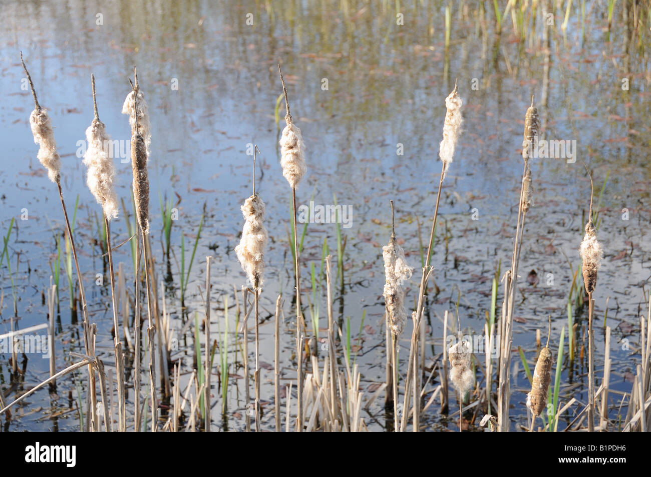 Bull rushes Banque de photographies et d’images à haute résolution - Alamy