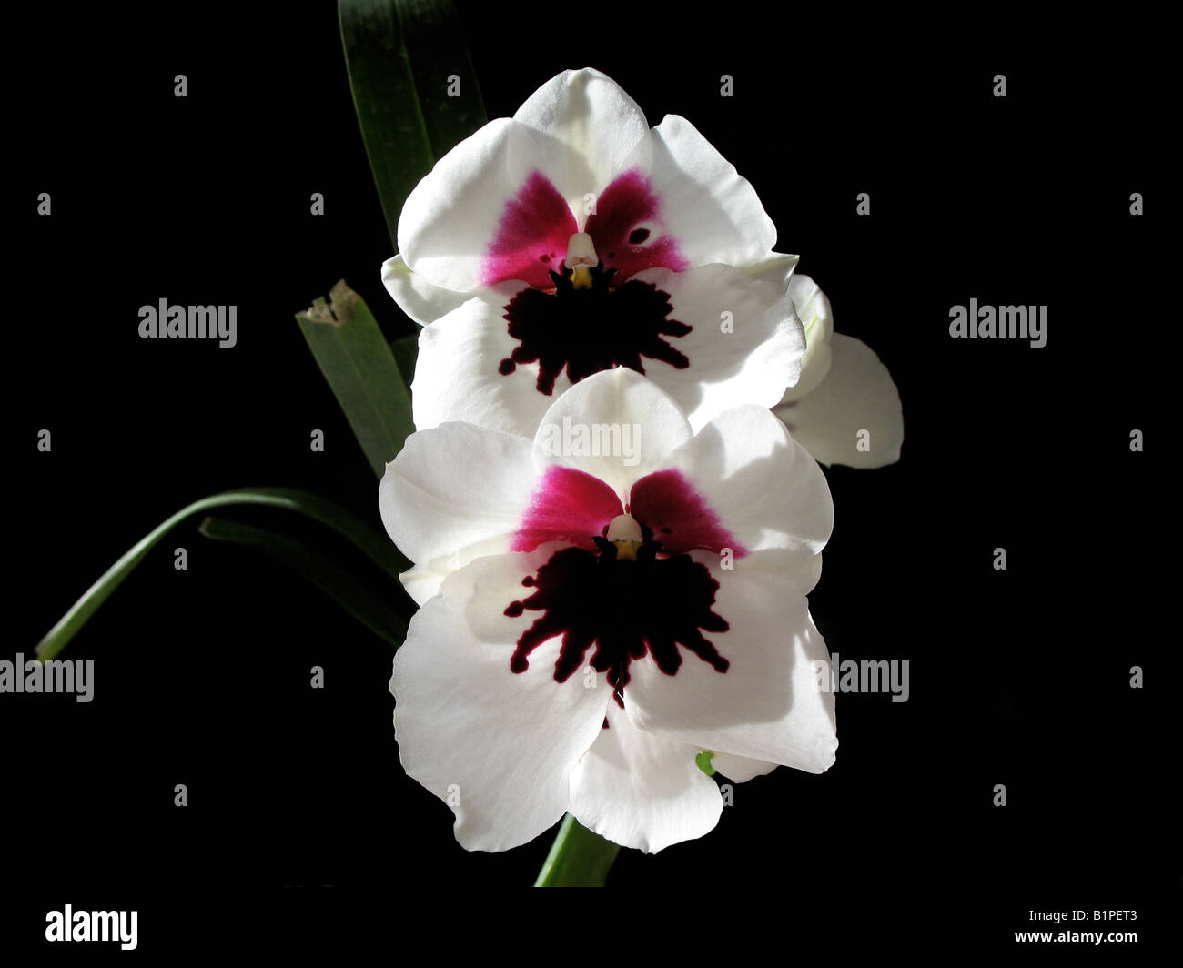 Orchid Miltonia close up (laitance batman) Banque D'Images