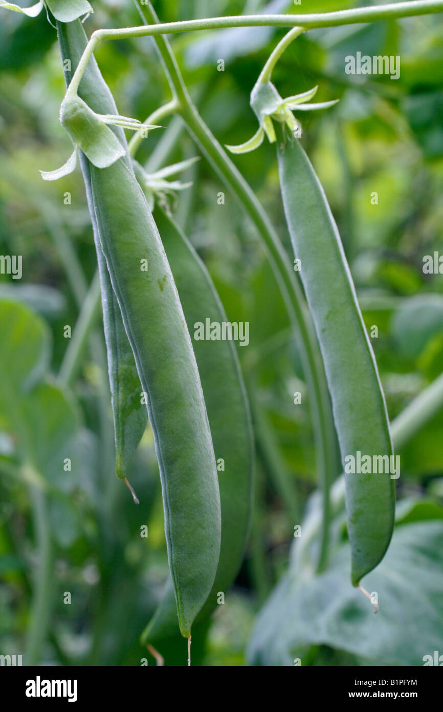 Variété DU PATRIMOINE DE POIS MANGE AVEC JUSQU'À 12 PETITS POIS PAR GOUSSE CONNU SOUS LE NOM DE JACK S OR DANS LE JARDIN ON CULTIVE DES POIS HOLBROOK DEVON Banque D'Images