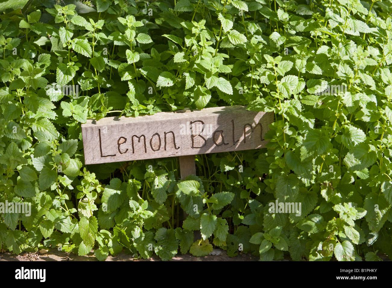 Herbe de Balm au citron (Melissa officinalis) qui pousse dans le jardin Banque D'Images