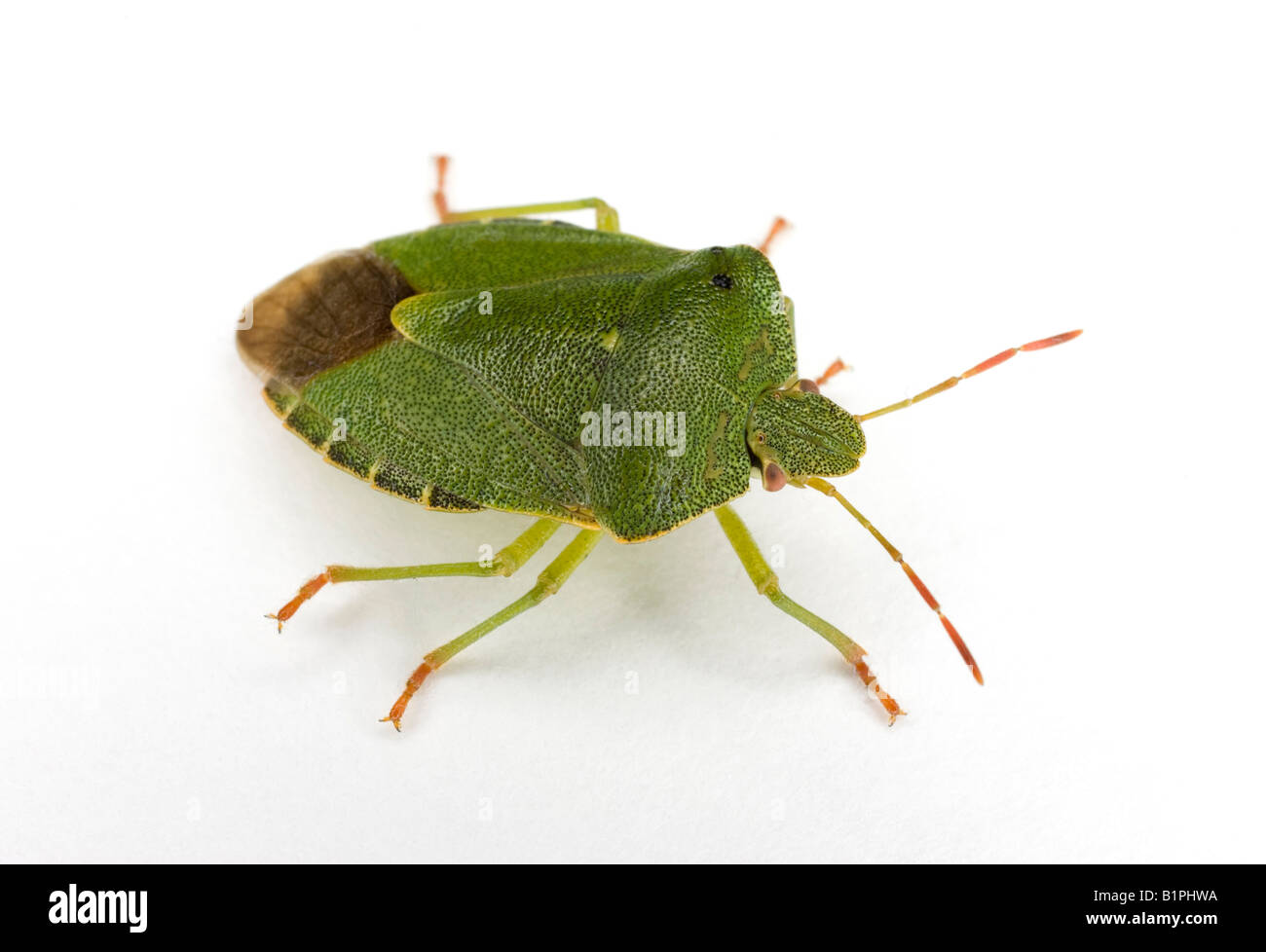 Green Shield bug ponderosa - Palomena prasina Banque D'Images