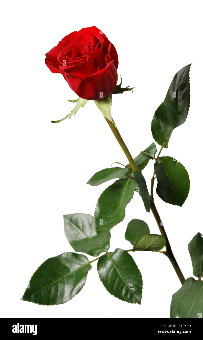 Une rose blossoming succursale d'une rose rouge aux couleurs vives bud Banque D'Images