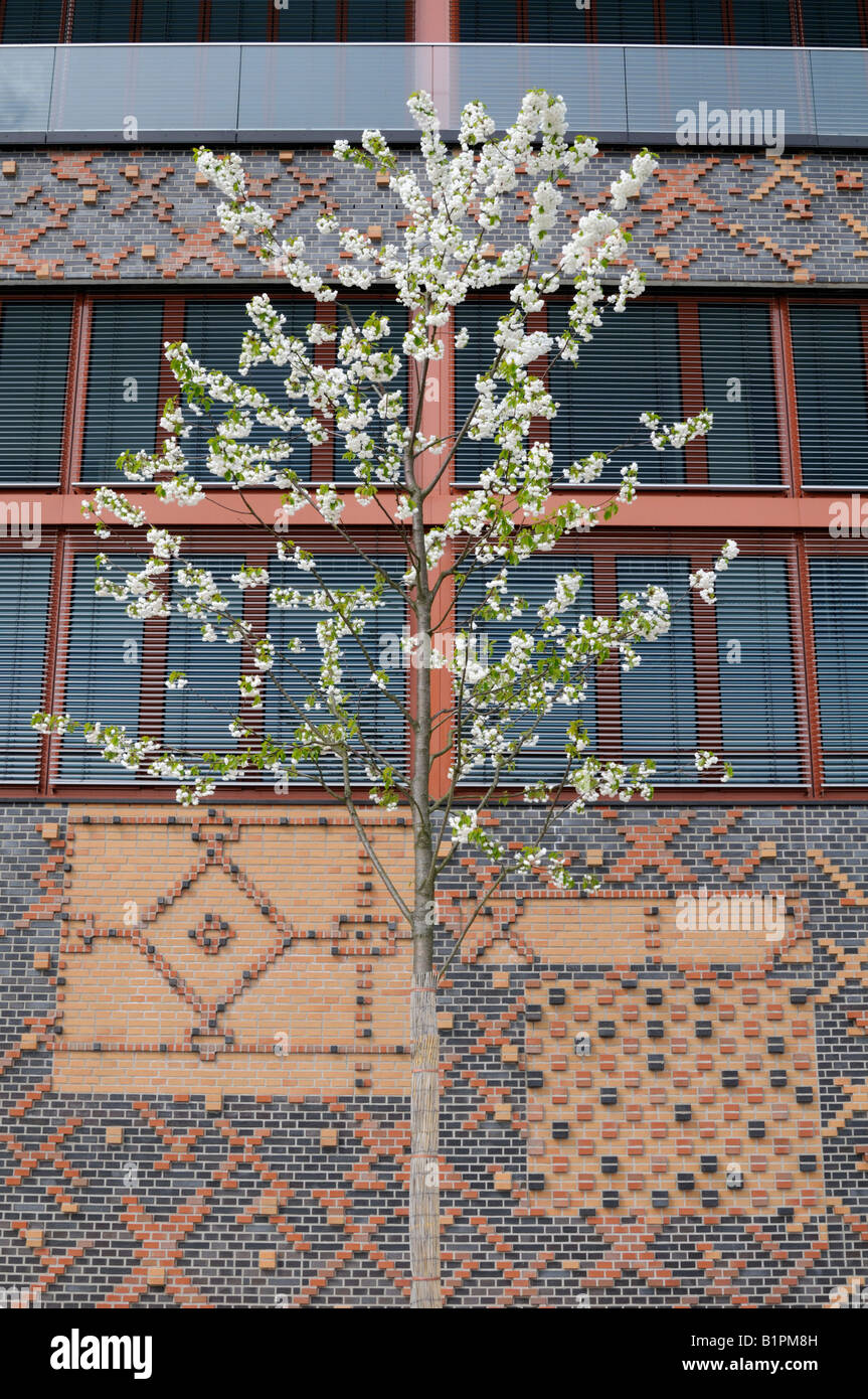 Kirschbaum dans der HafenCity Hamburg Deutschland Cherry Tree dans la HafenCity Hamburg Allemagne Banque D'Images