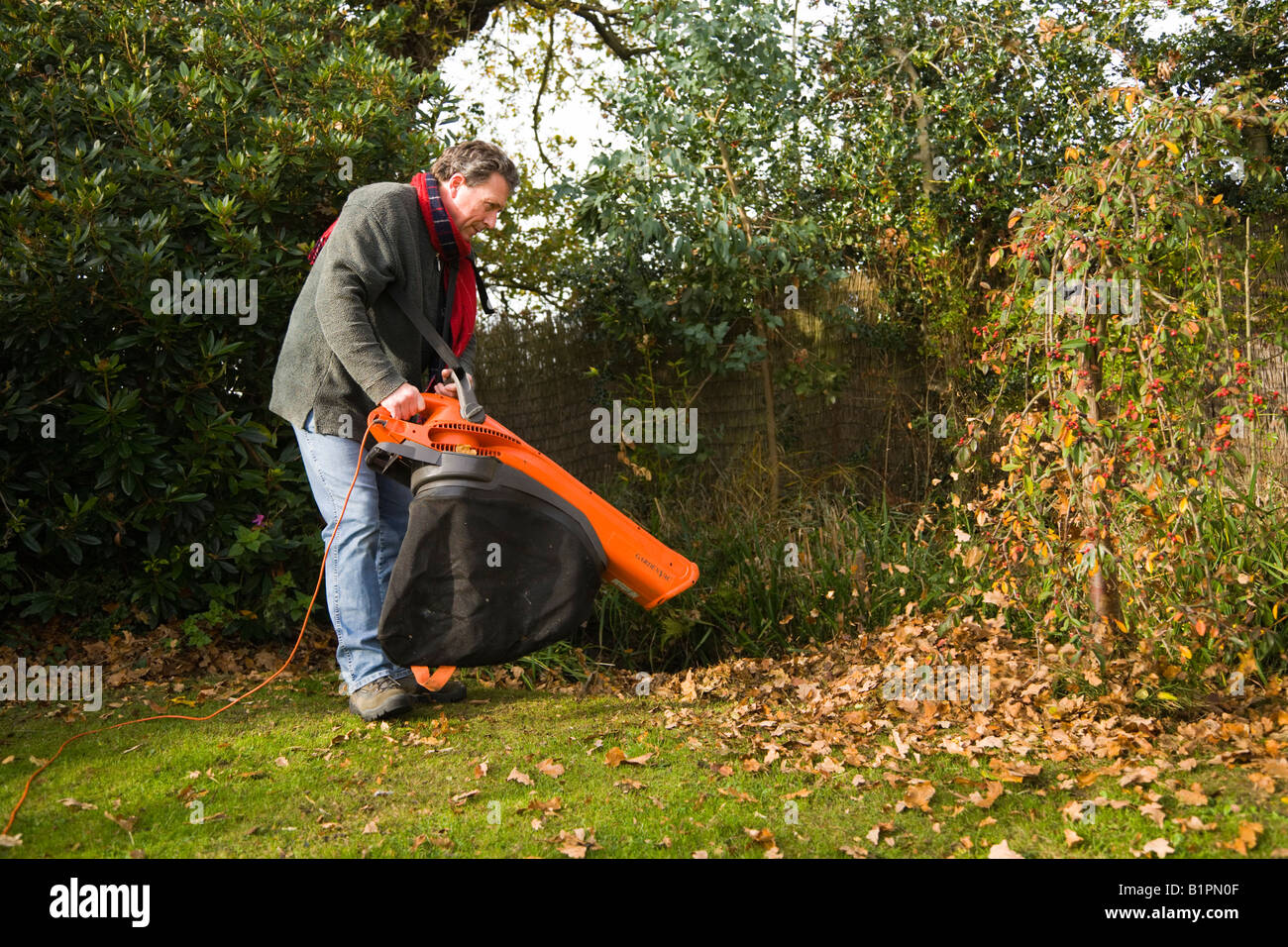 Soufflage des feuilles. L'homme à l'aide d'ACC et le jardin souffleuse à feuilles pour ranger les feuilles d'automne dans un jardin anglais. UK Banque D'Images