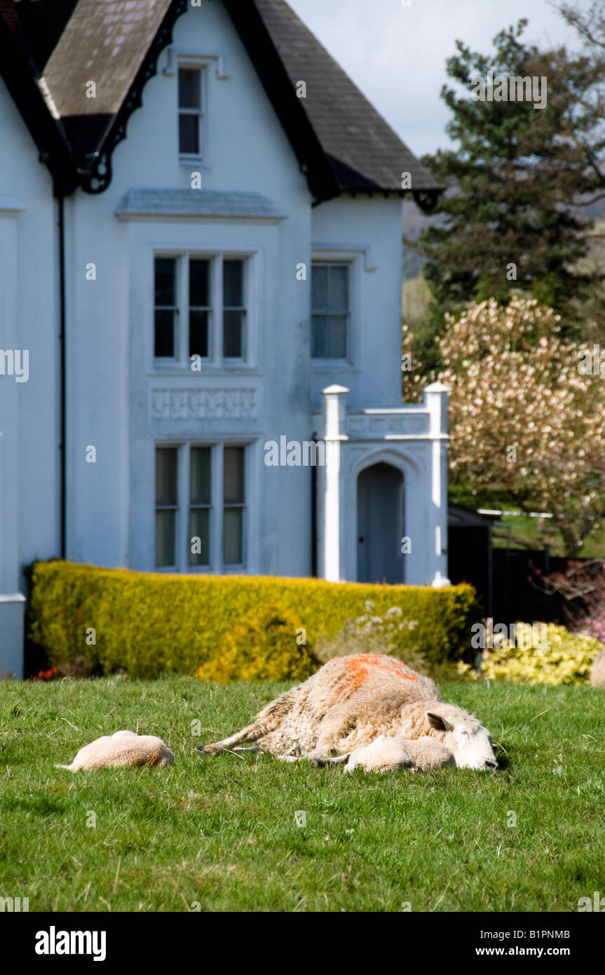 Un Moutons et agneaux de dormir sur l'herbe, Dorking, Surrey, Angleterre Banque D'Images