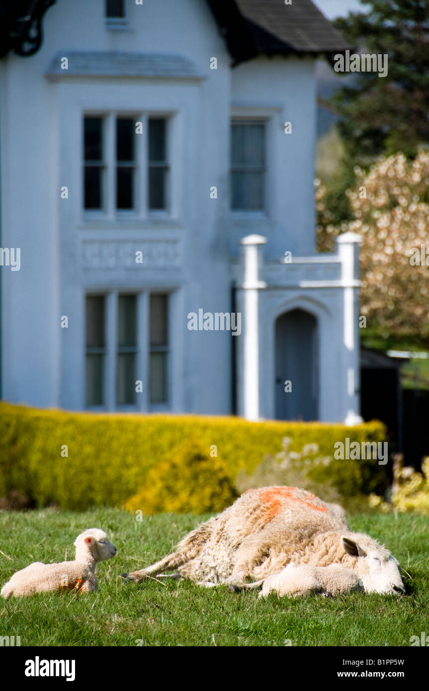 Un Moutons et agneaux de dormir sur l'herbe, Dorking, Surrey, Angleterre Banque D'Images