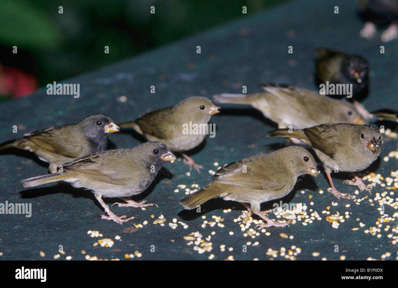 Black-faced Grassquit Tiaris bicolor adultes de manger les graines provenant de la Jamaïque Montego Bay Rocklands table Janvier 2005 Banque D'Images