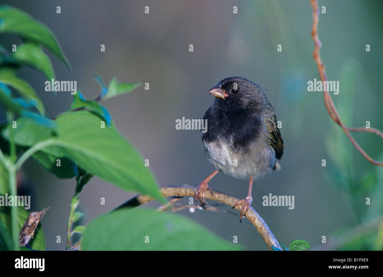 Black-faced Grassquit Tiaris bicolor homme sur branch Rocklands Montego Bay Jamaïque Janvier 2005 Banque D'Images