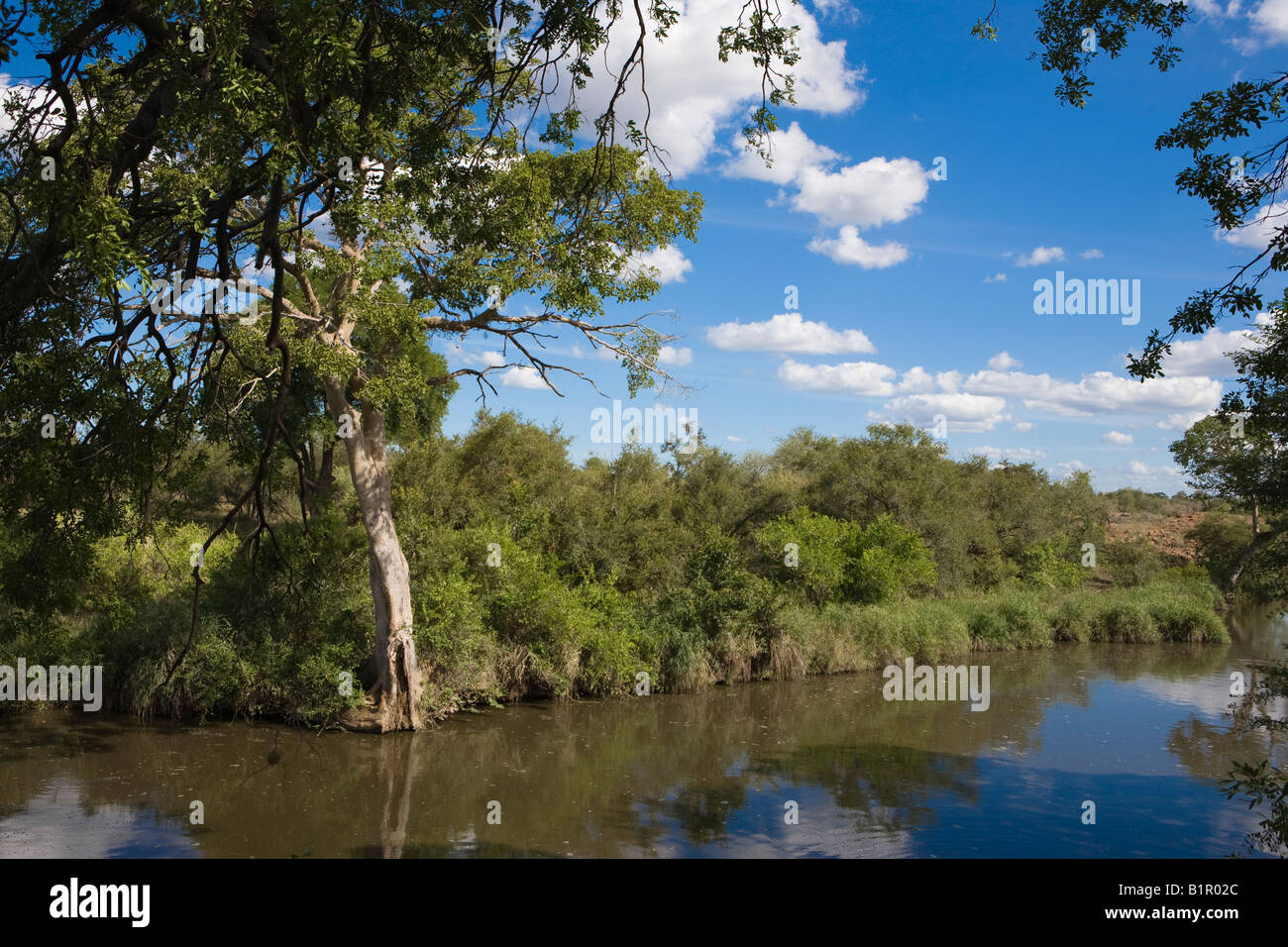 River dans le parc national Kruger en Afrique du Sud Banque D'Images