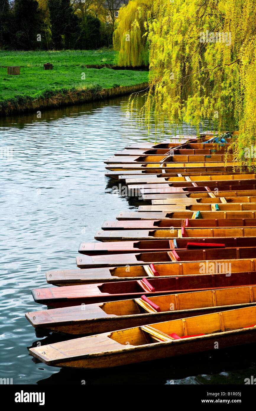 Plates attaché le long de la rive de la rivière Cam sous un saule pleureur arbre à Cambridge, England, UK Banque D'Images