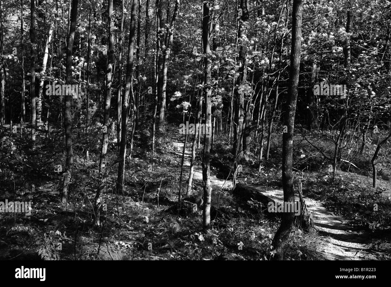 Forêt d'AUTOMNE ET D'UN SENTIER DANS LE COMTÉ DE PORTE DANS LE WISCONSIN PRÈS DE ELLISON BAY WISCONSIN USA Banque D'Images