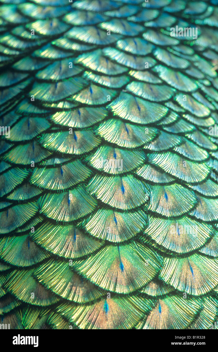 Les plumes de paon (Pavo cristatus arrière) Banque D'Images