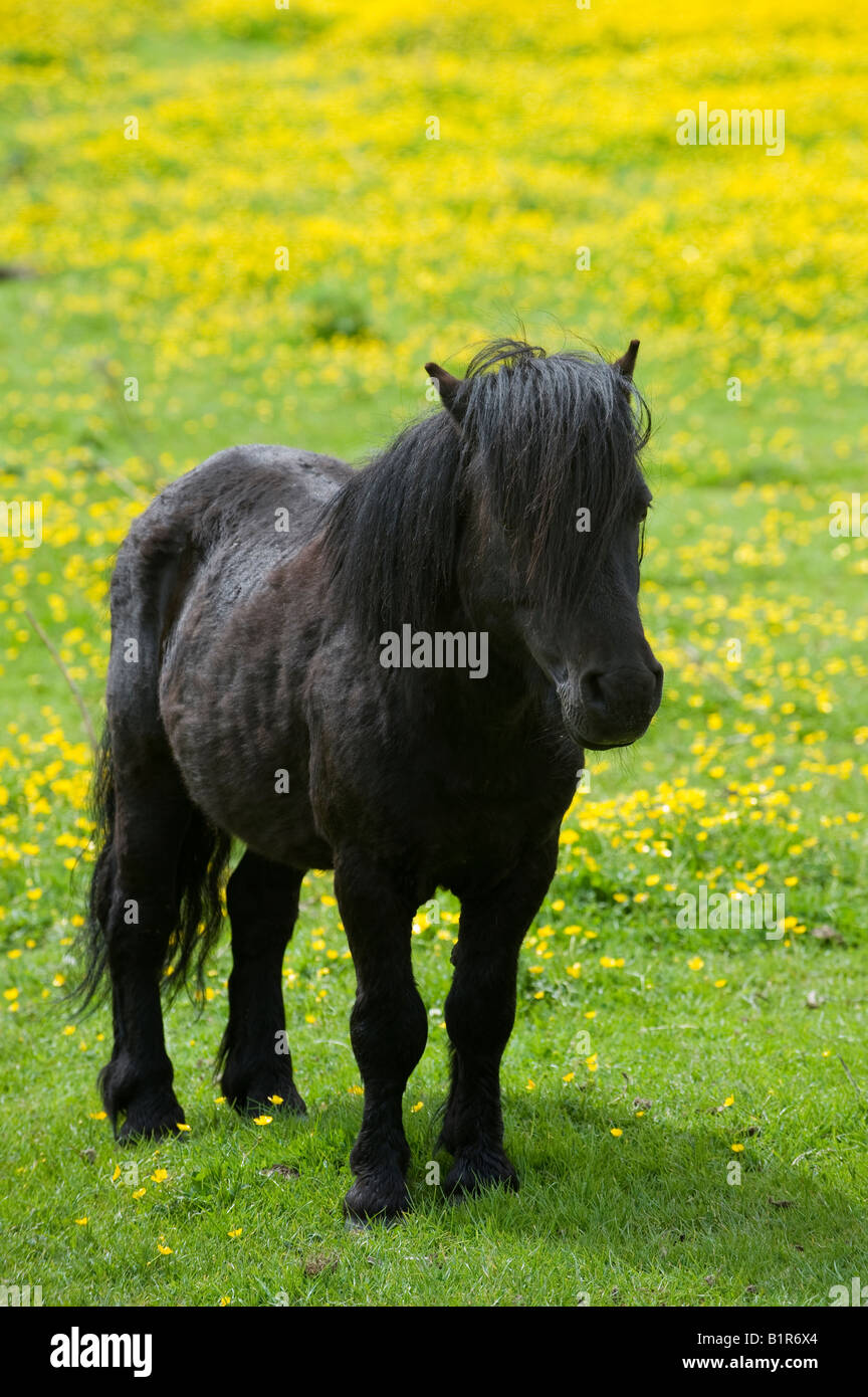 Poney Shetland noir sur fond jaune. Moray, Scotland Banque D'Images