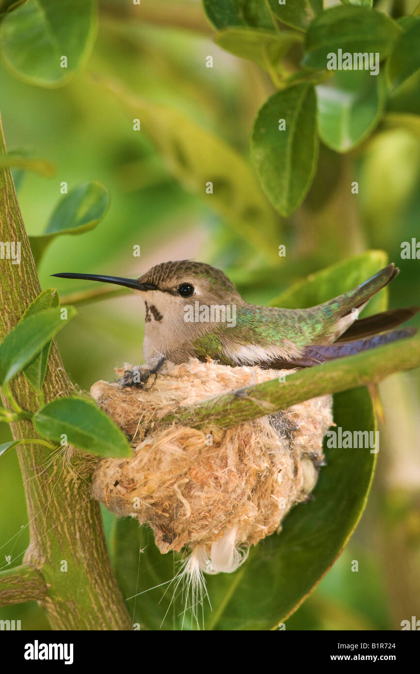 Anna Calypte anna Hummingbird s à un nid de Anza Borrego Desert State Park en Californie Banque D'Images