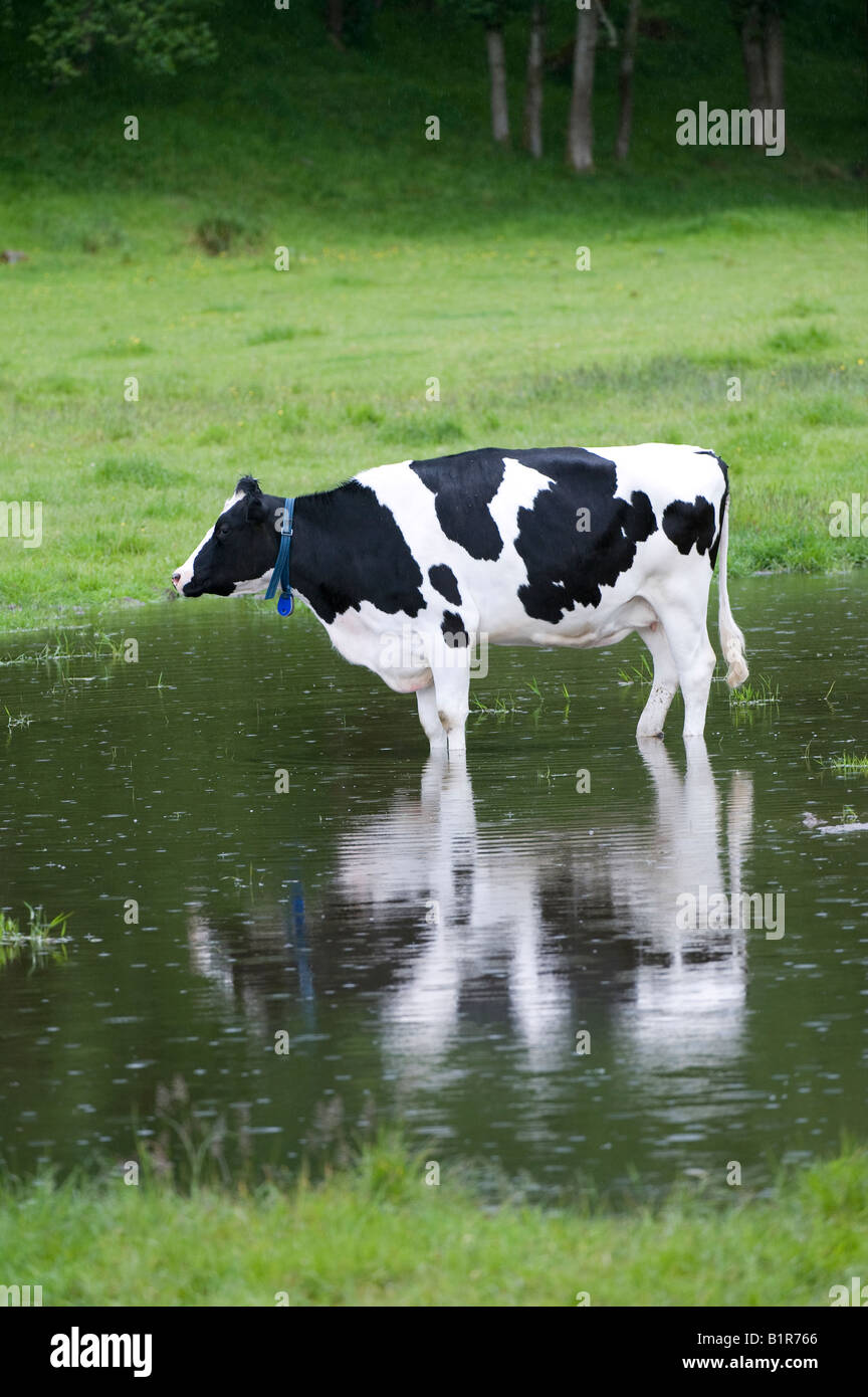 Vache laitière debout dans une flaque d'eau dans un champ d'une réflexion Banque D'Images