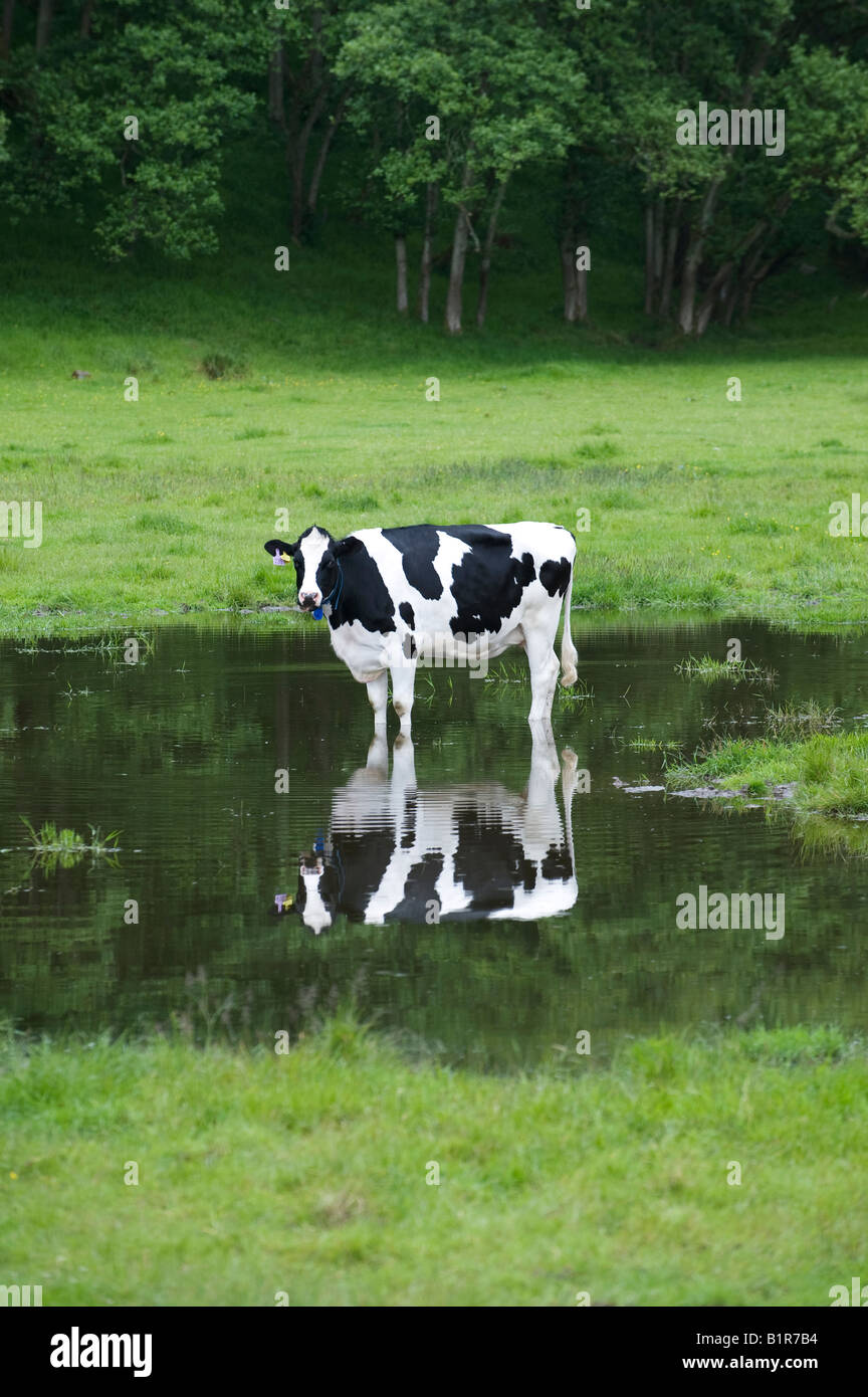 Vache laitière debout dans une flaque d'eau dans un champ d'une réflexion Banque D'Images