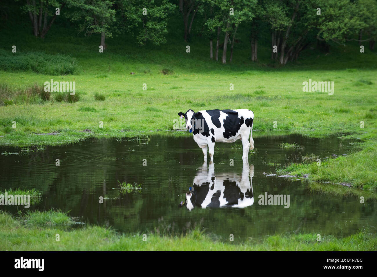 Vache laitière debout dans l'eau dans un champ inondé. L'Ecosse Banque D'Images