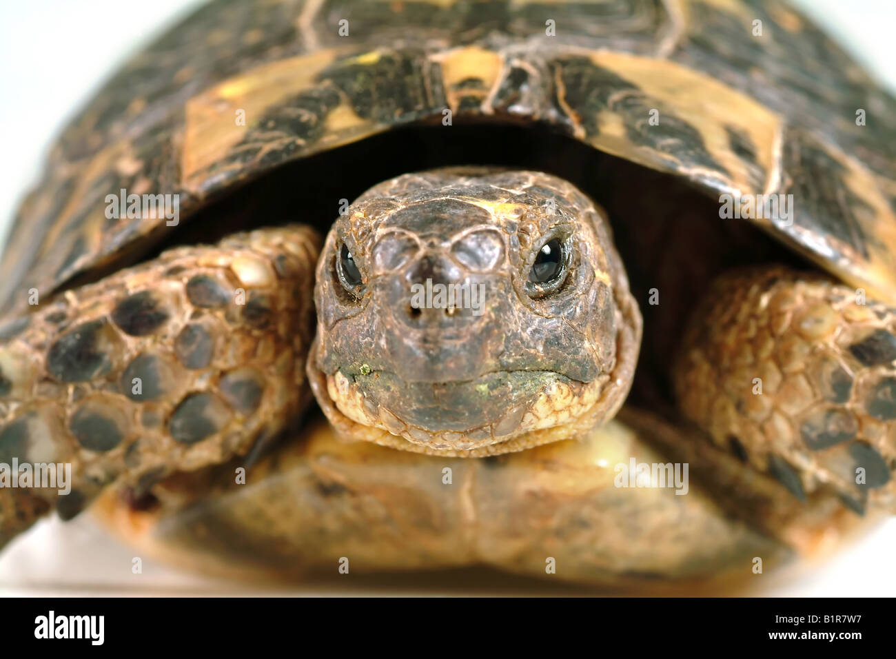 Gros plan sur un visage tortues Banque D'Images
