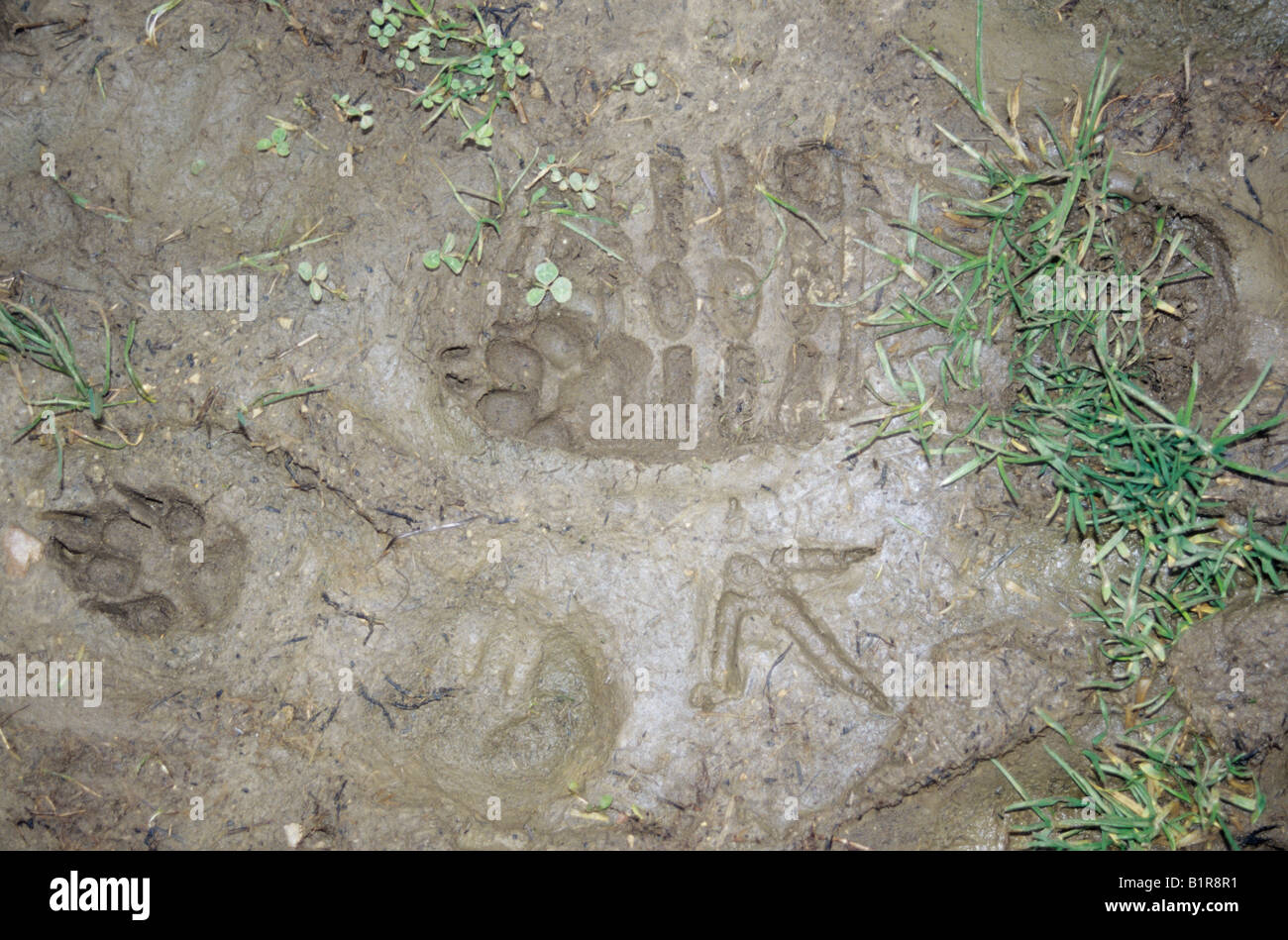 Des empreintes de pas et des pistes d'animaux dans la boue. Banque D'Images