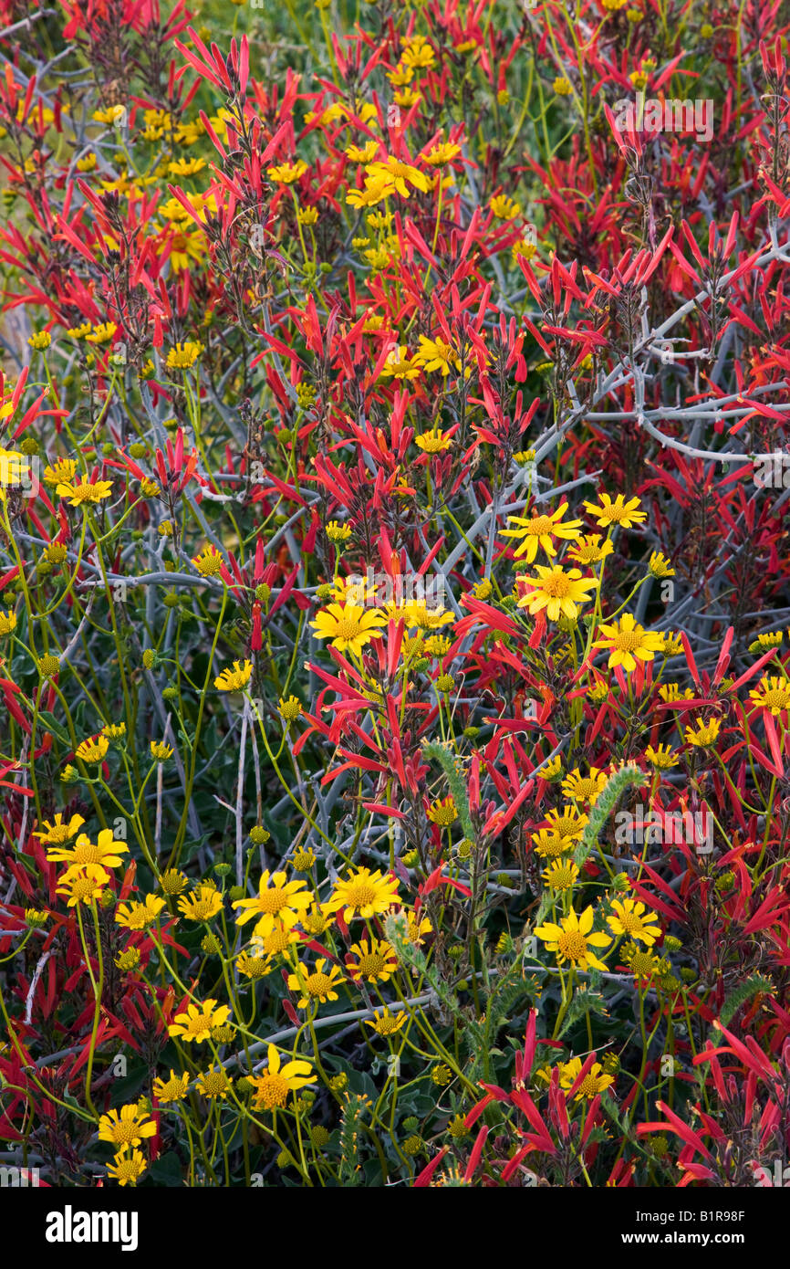 Brittlebush chuparosa et fleurs sauvages dans la région de McDowell Mountain Regional Park près de Fountain Hills à l'extérieur de Phoenix Arizona Banque D'Images