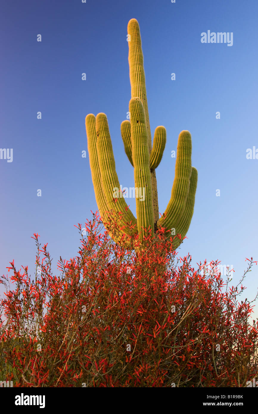 Saguaro cactus et fleurs sauvages chuparosa au McDowell Mountain Regional Park près de Fountain Hills à l'extérieur de Phoenix Arizona Banque D'Images