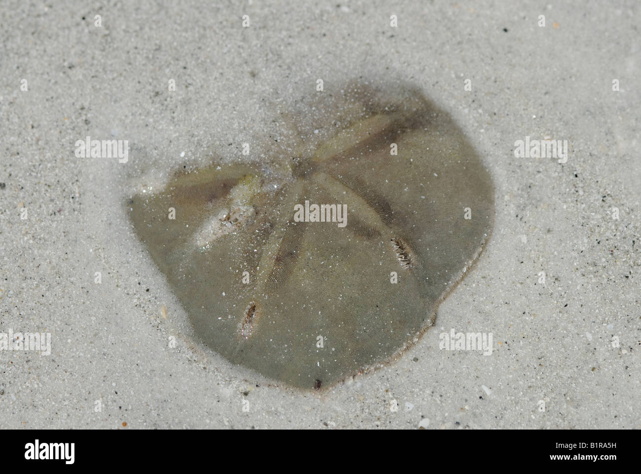 Un live cinq trous de serrure urchin Mellita sp souvent appelé un "dollar" et dans le sable sous l'eau Banque D'Images