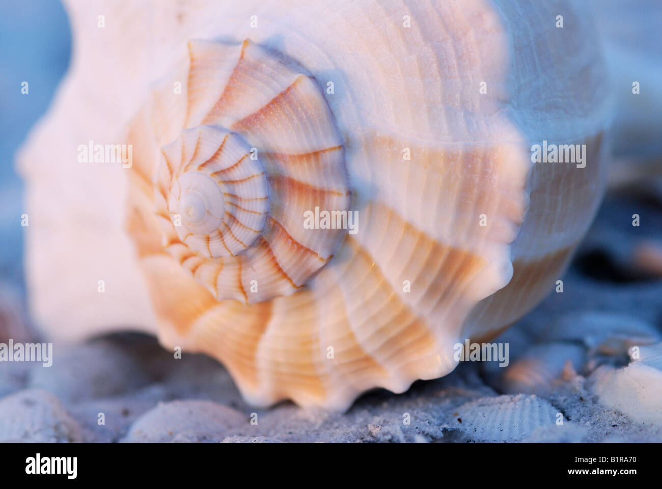 Lightning whelk Busycon contrarium de coquille spiralée apex avec aube lumière Sanibel Island Florida Banque D'Images