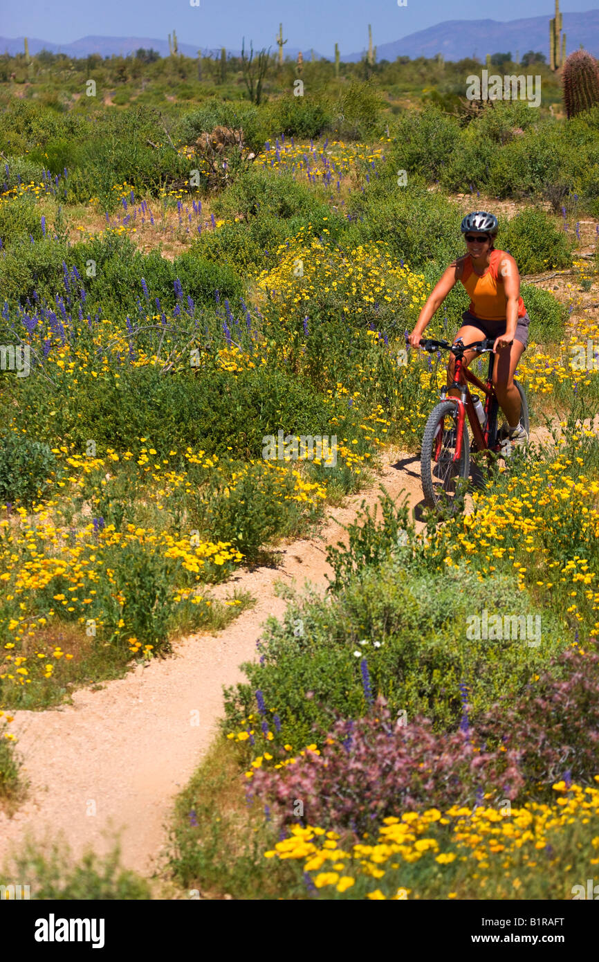 Randonnée cycliste entre la sauvagette à McDowell Mountain Regional Park près de Fountain Hills à l'extérieur de Phoenix Arizona Banque D'Images