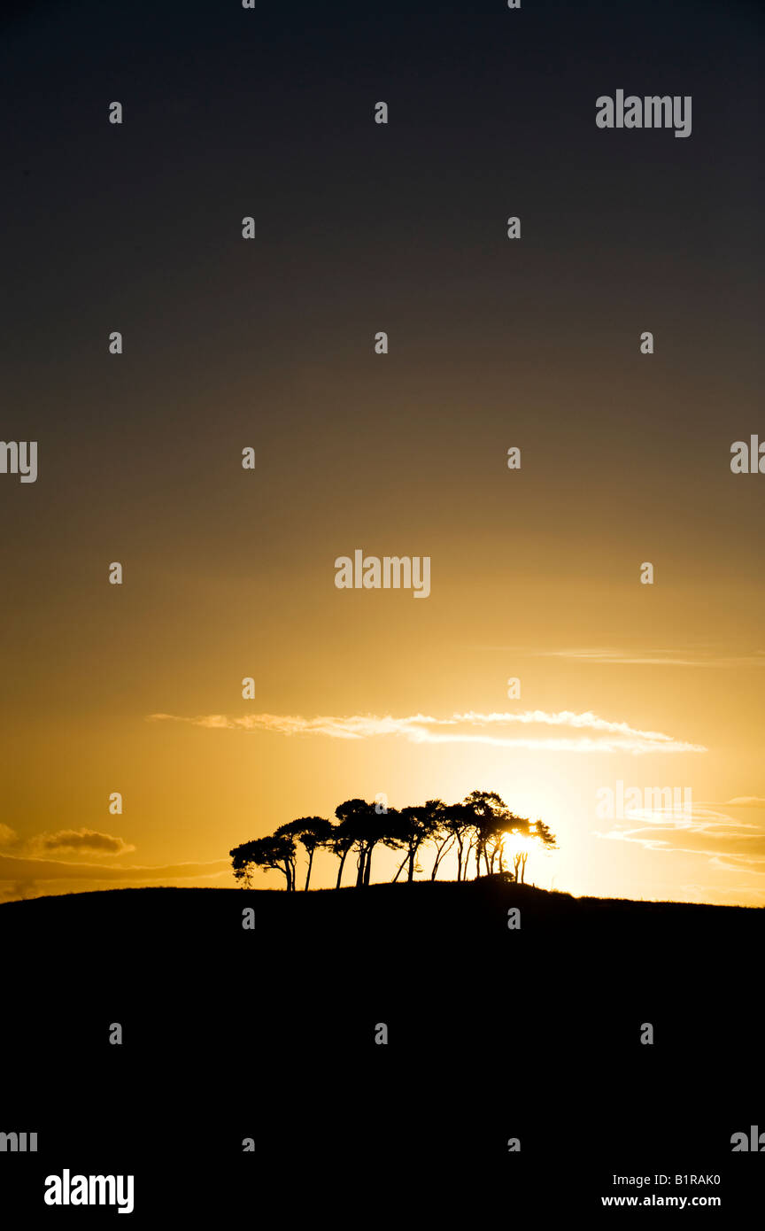 Stormy sunset arbres. Nairnshire, Ecosse Banque D'Images