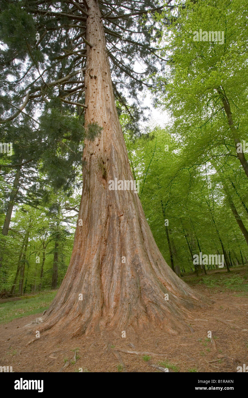 Un arbre Séquoia géant dans la nouvelle forêt UK Banque D'Images