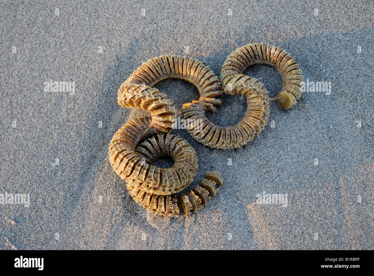 Oeufs d'un buccin foudre Busycon contrarium Banque D'Images