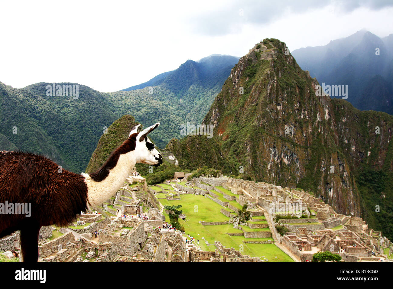 Llama surplombant le Machu Picchu Banque D'Images