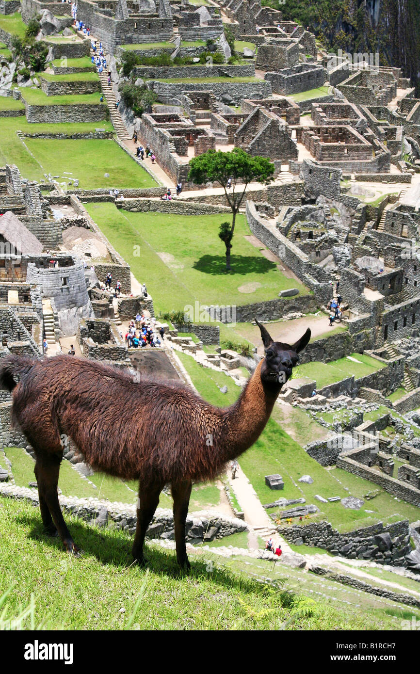 Itinérance lamas Machu Picchu Banque D'Images