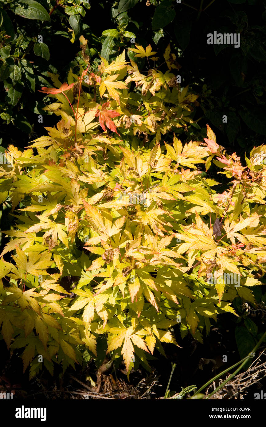 Acer japonais jaune dans un petit jardin de banlieue Banque D'Images