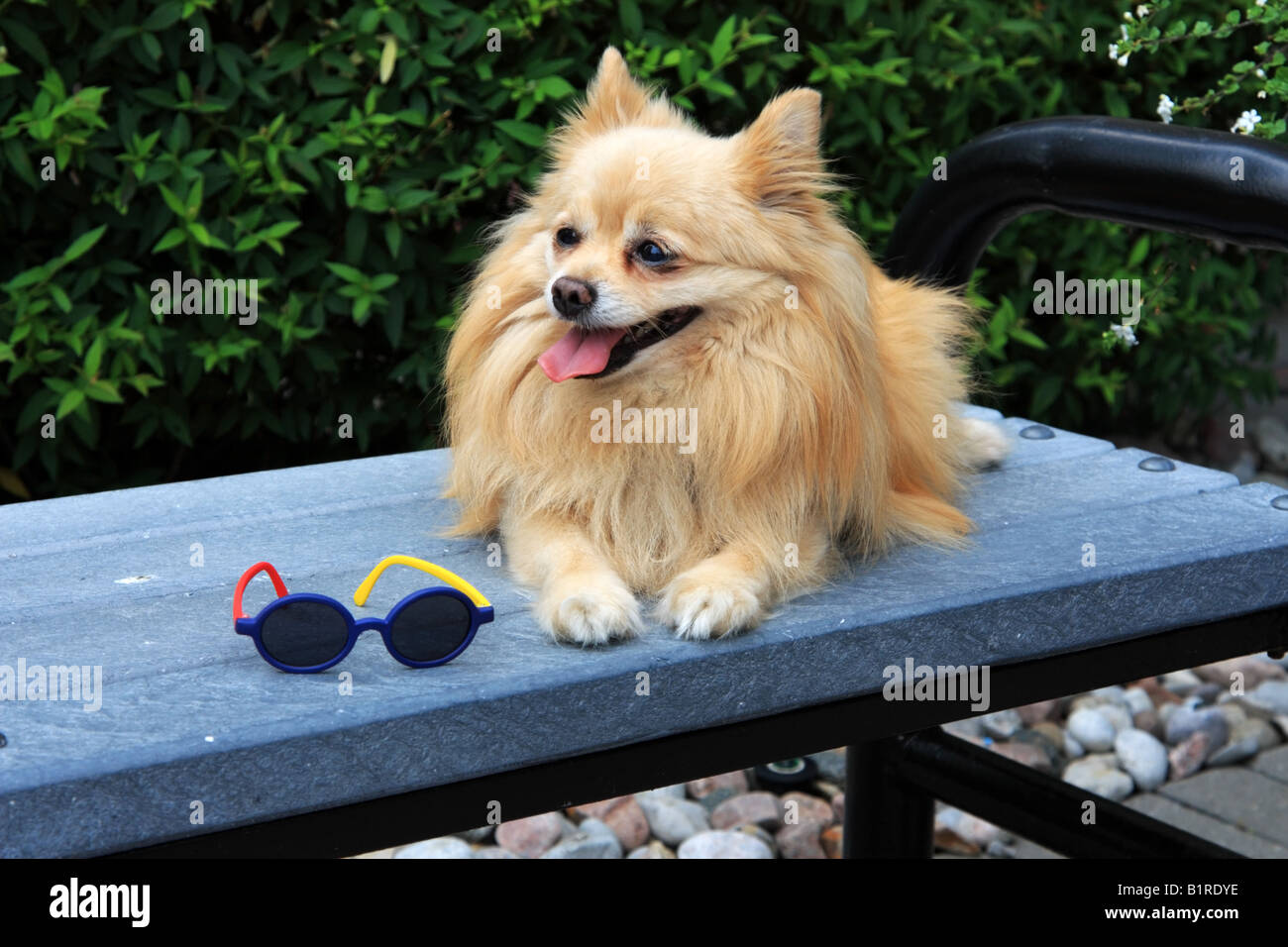 Chien Pomeranian se rafraîchir sur un banc en été Banque D'Images