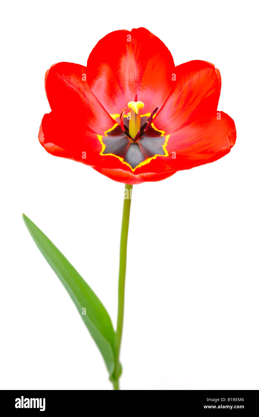 Red Tulip (Tulipa) Banque D'Images