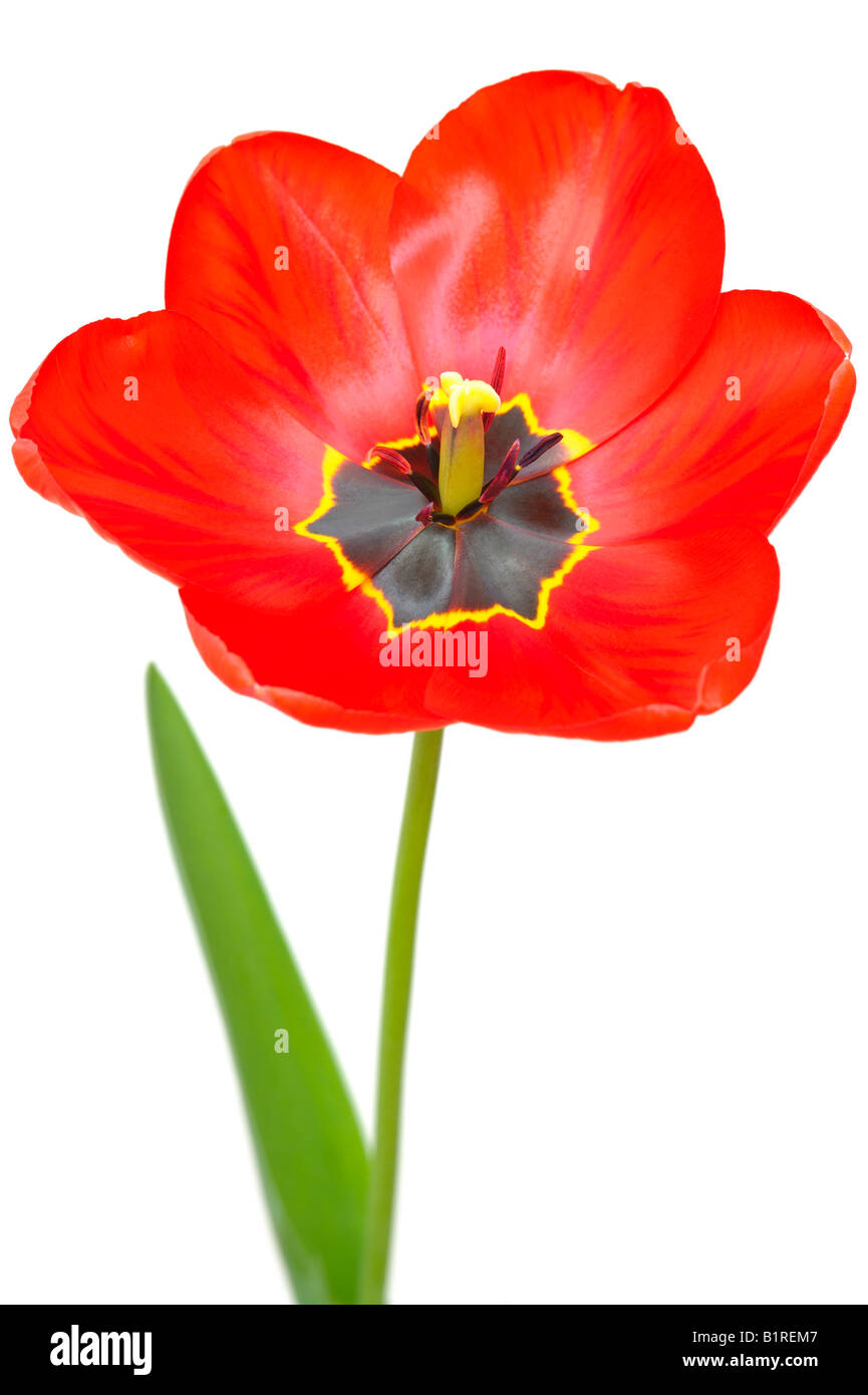 Red Tulip (Tulipa) Banque D'Images