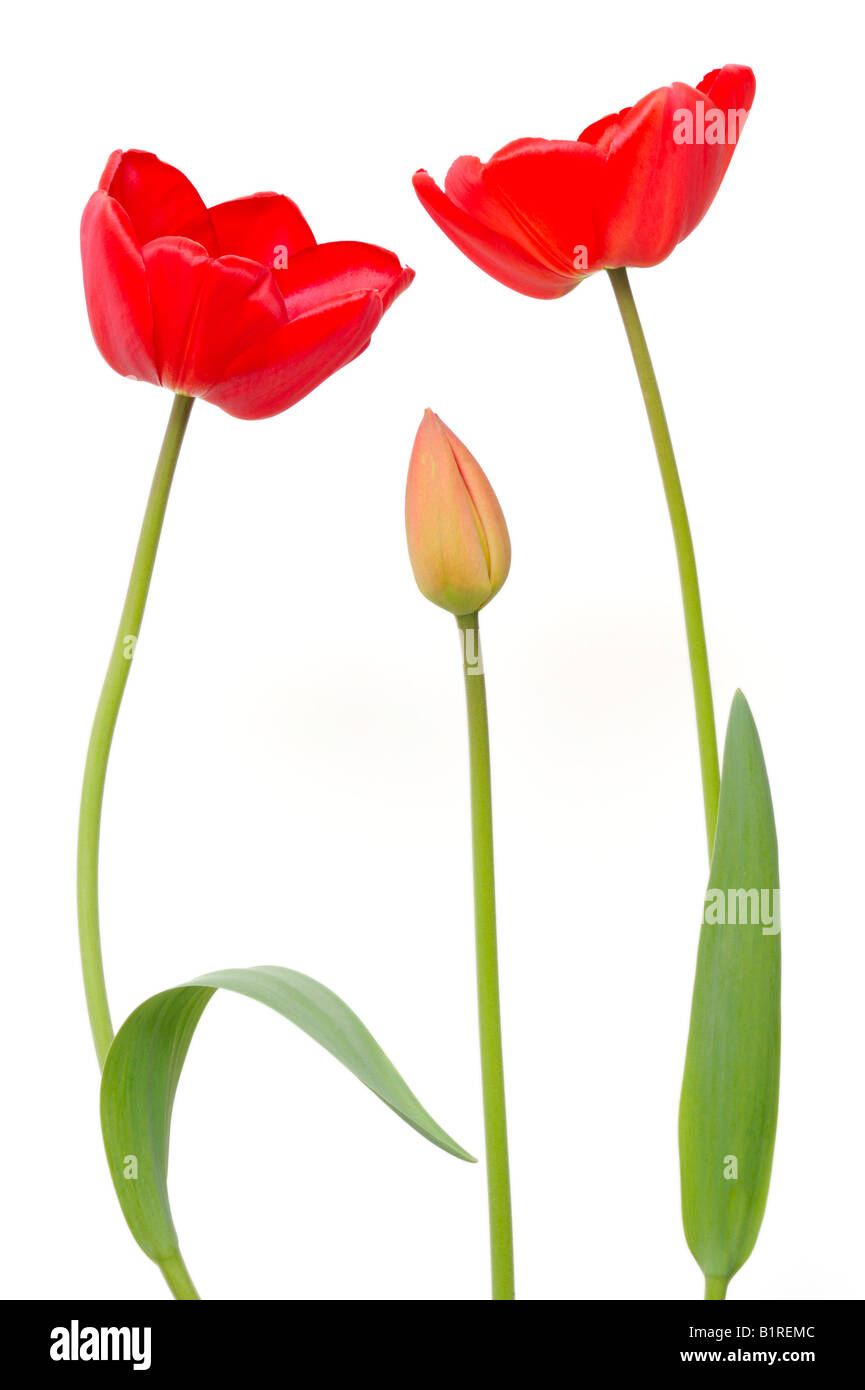 Deux tulipes rouges (Tulipa) et d'une tulipe bud Banque D'Images