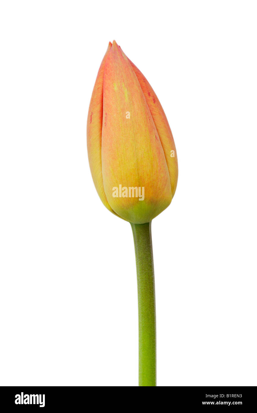 Tulip bud (Tulipa) Banque D'Images