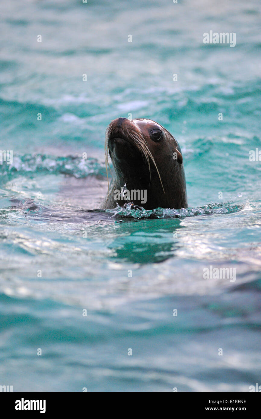 De Californie (Zalophus californianus) Banque D'Images