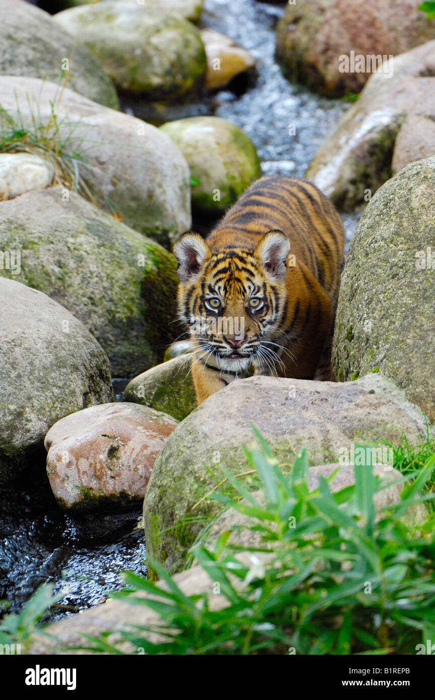 Tigre de Sumatra (Panthera tigris sumatrae), Cub Banque D'Images