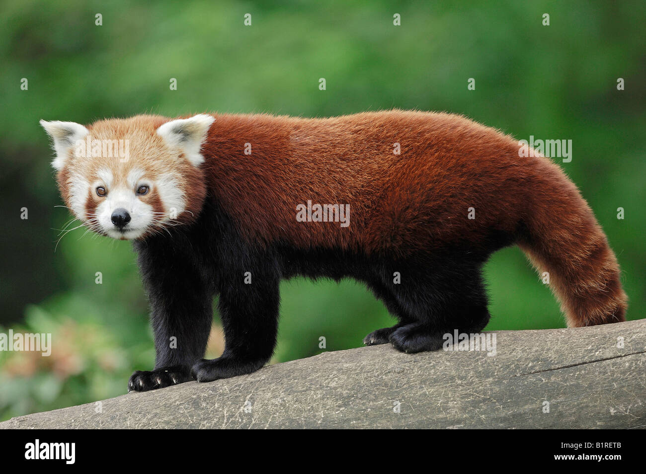 Petit Panda, le panda rouge (Ailurus fulgens) Banque D'Images