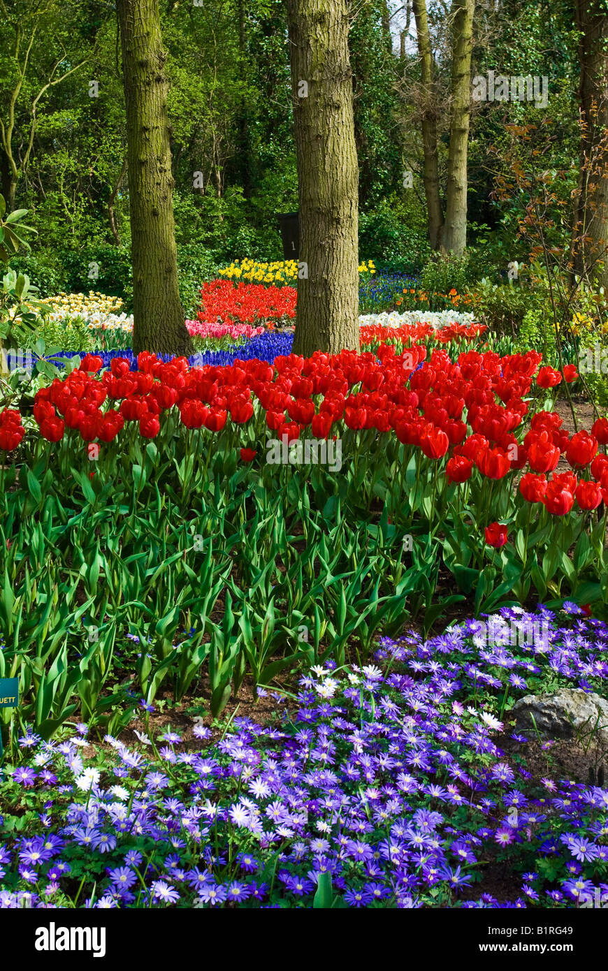 Les tulipes (Tulipa) et Pericallis (Pericallis spec.), le Keukenhof, Hollande, Pays-Bas, Europa Banque D'Images