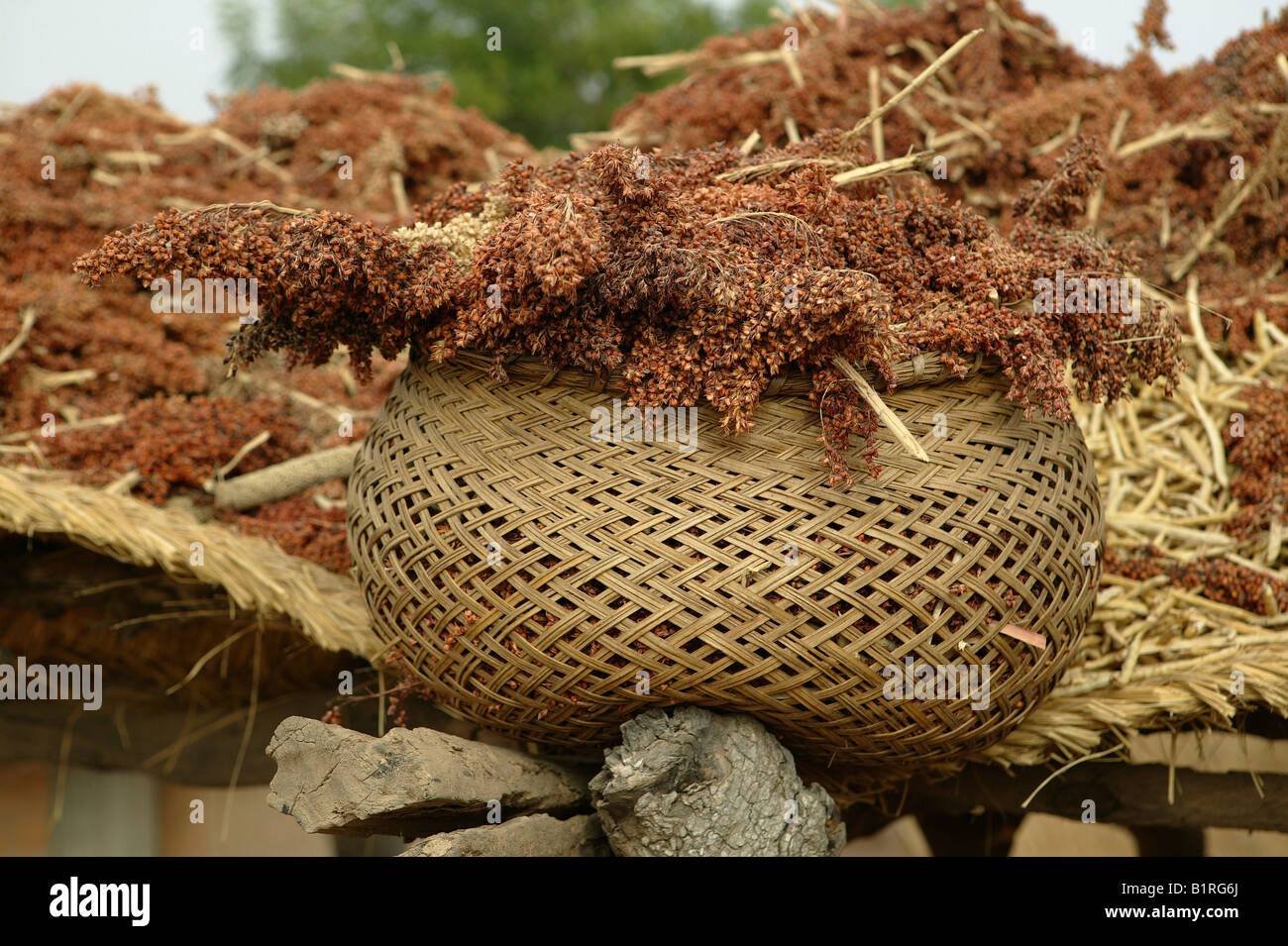 Panier rempli de millet, colis, Cameroun, Afrique Banque D'Images