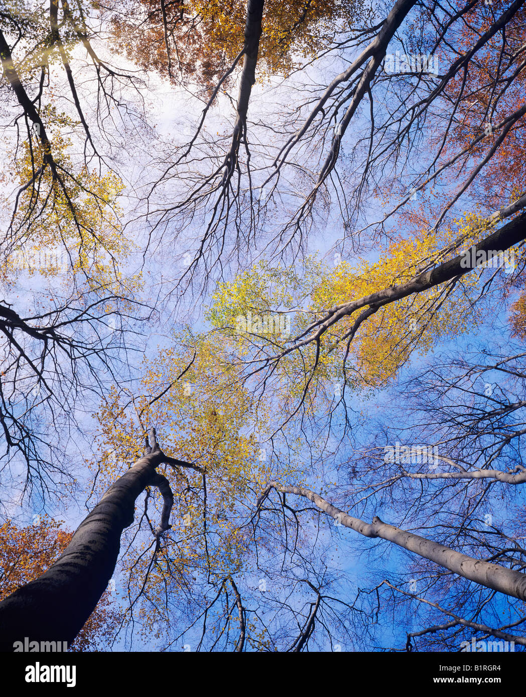 Vue de la Couronne, de la cime des arbres de hêtres européens communs ou des Hêtres (Fagus sylvatica) Banque D'Images